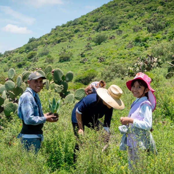 Reforestan el cerro de San Juan Zitlaltepec