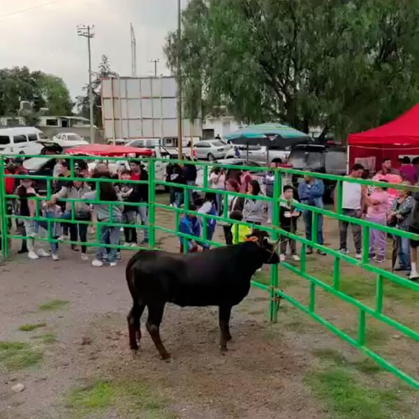 toros-lluvia-risas-alegria-en-el-mirador. Fuente: Carlos Torres